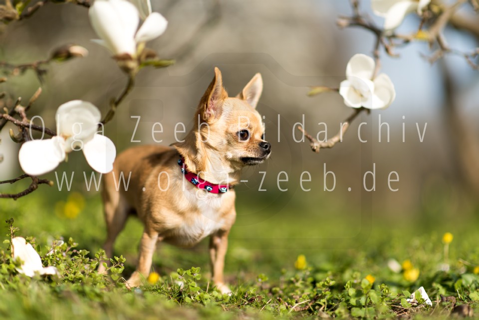 Chihuahua
