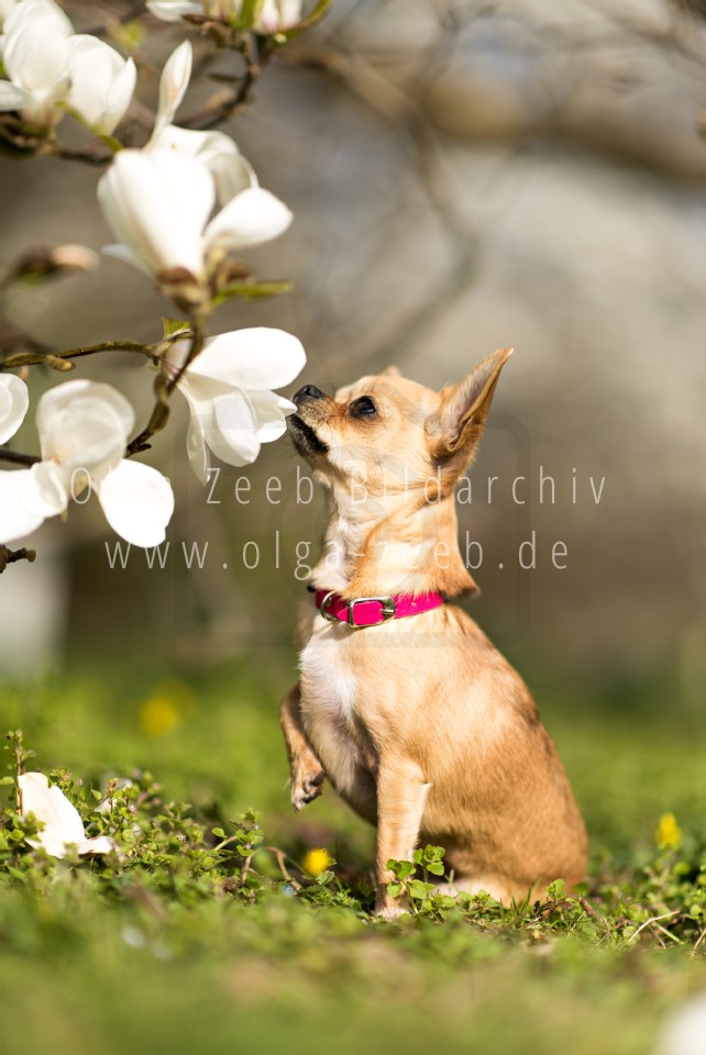 Chihuahua