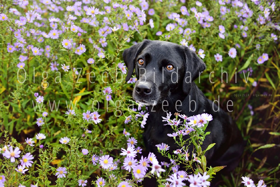 Labrador schwarz