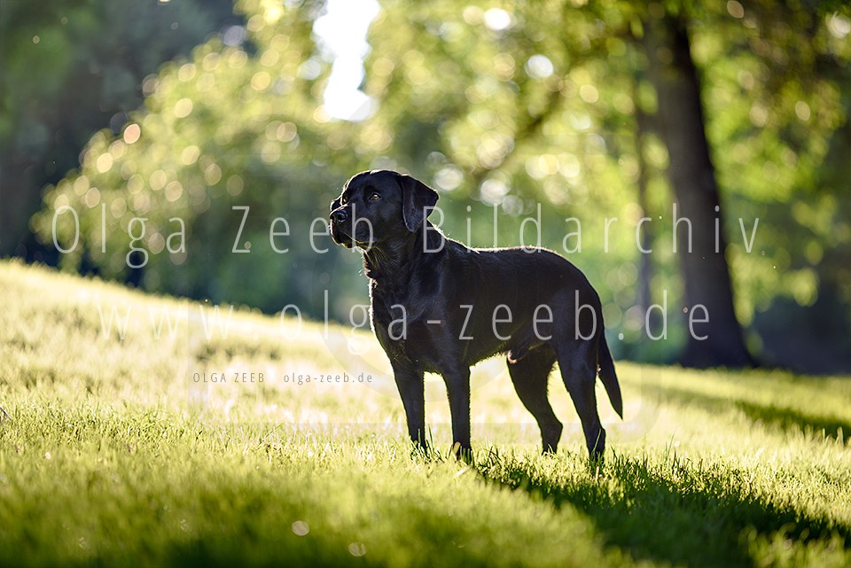 Labrador schwarz