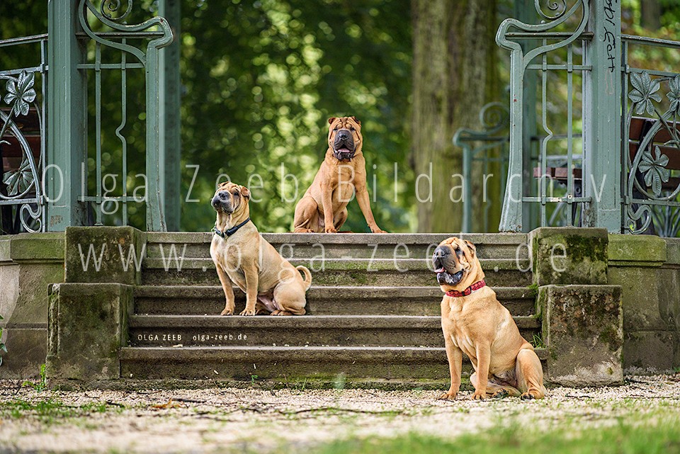 Shar Pei