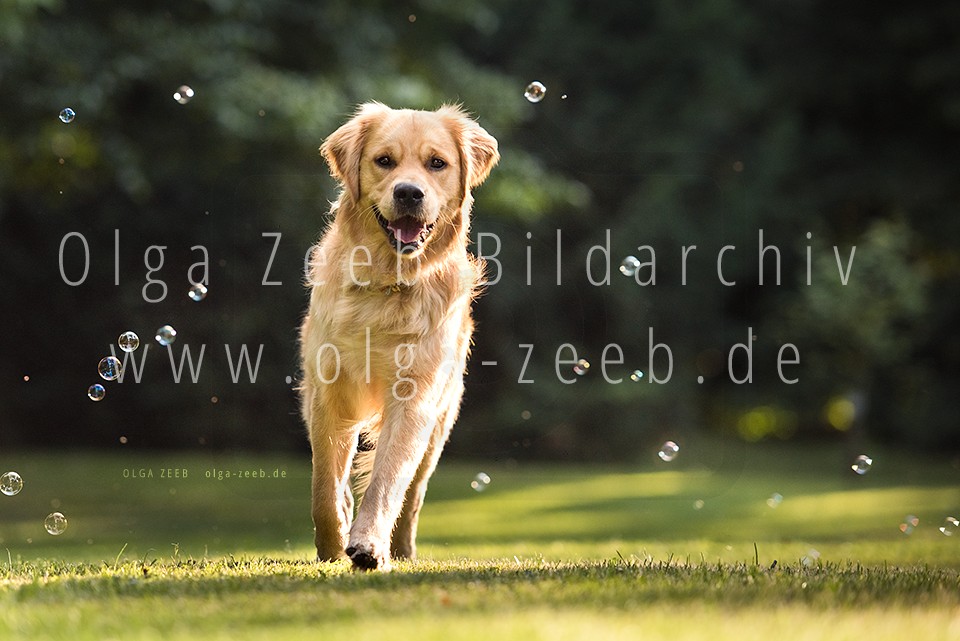 Golden Retriever