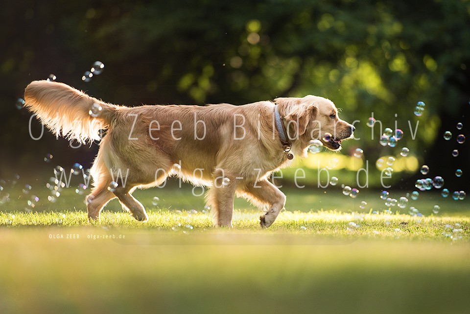 Golden Retriever