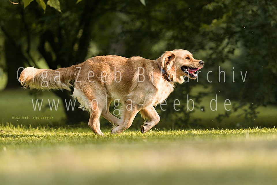 Golden Retriever