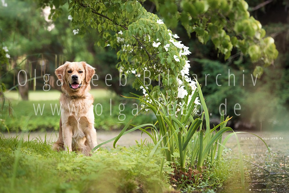 Golden Retriever