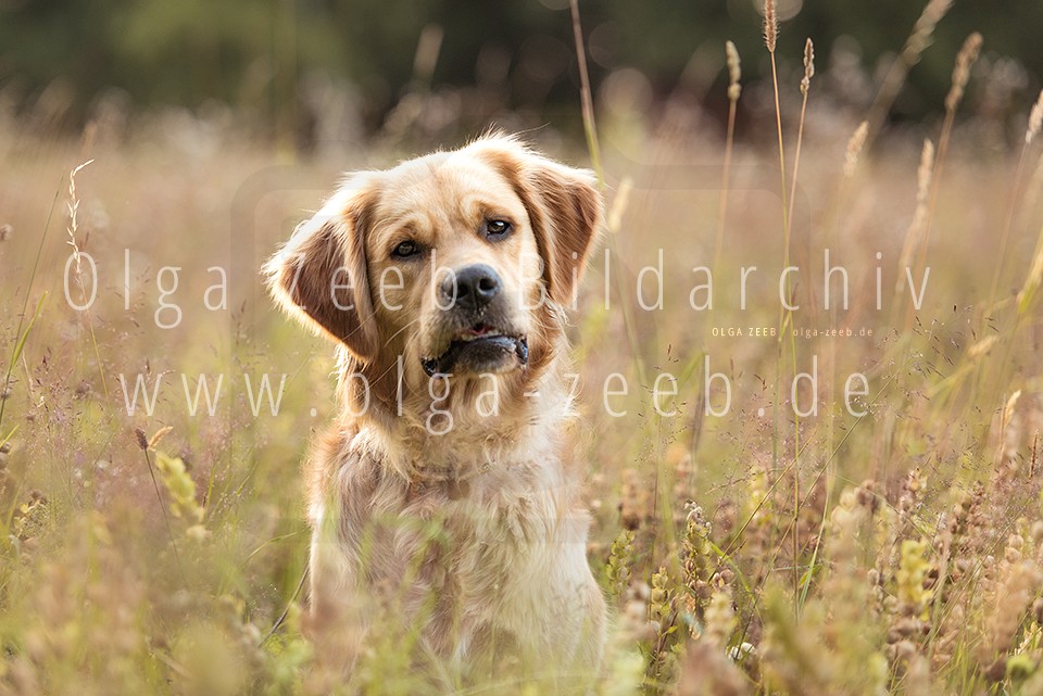 Golden Retriever