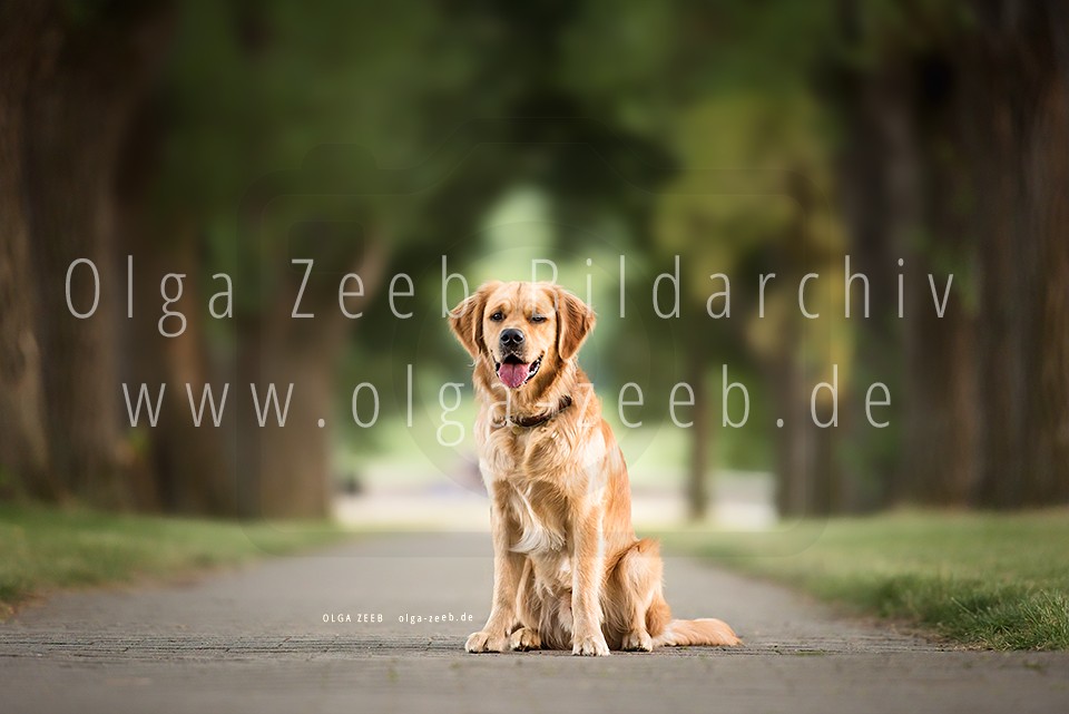 Golden Retriever