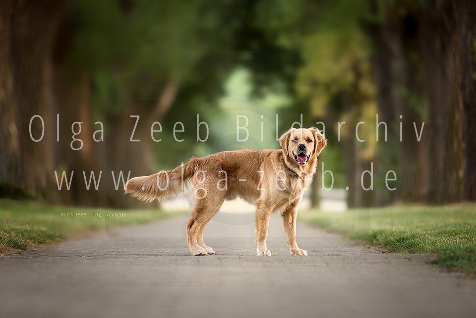 Golden Retriever