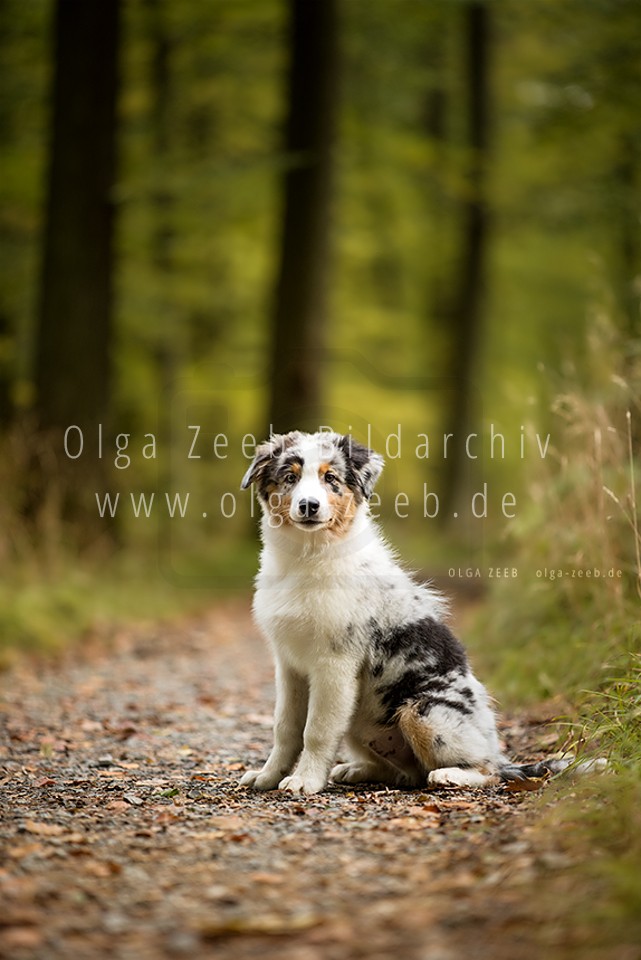 Australian Shepherd