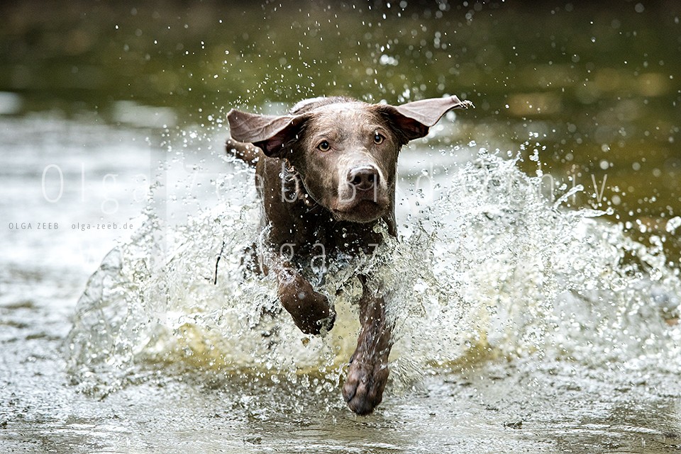 Labrador Silber