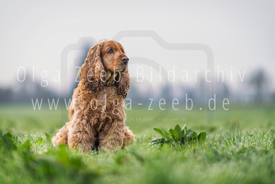 Cocker Spaniel