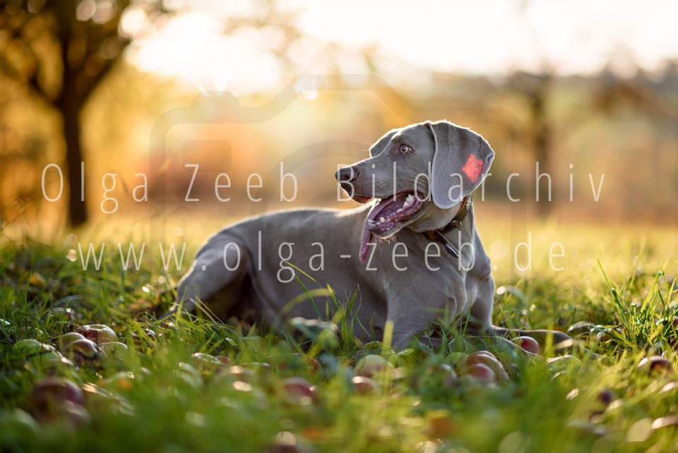 Weimaraner