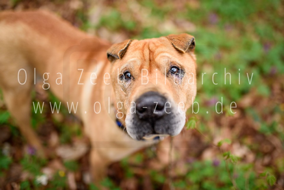 Shar Pei