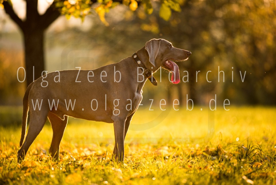 Weimaraner