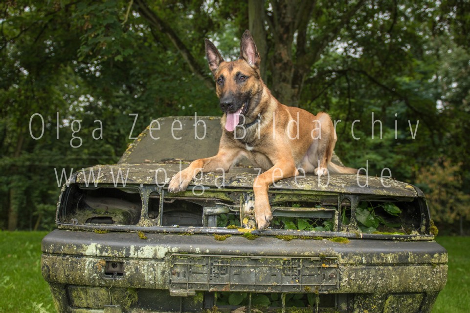 Polizei Hund