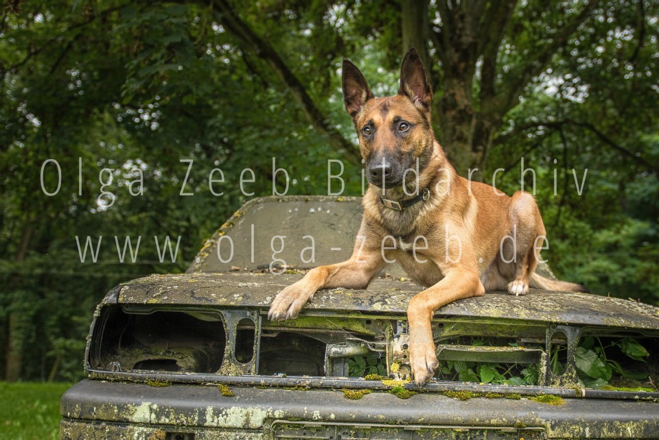 Polizei Hund