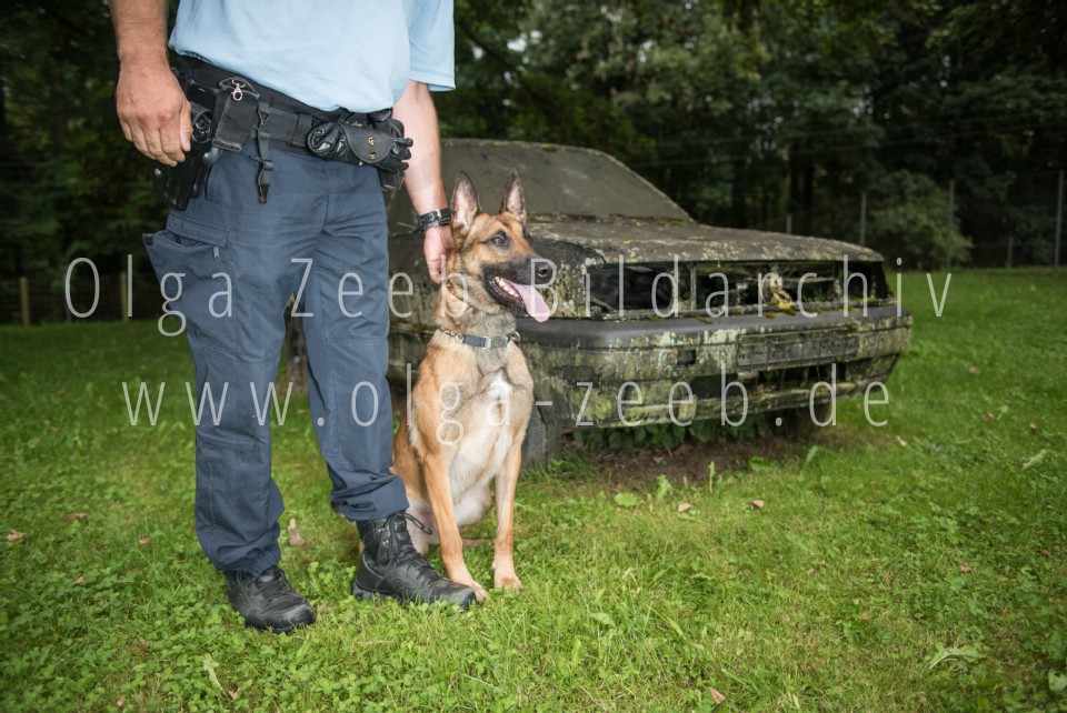 Polizei Hund