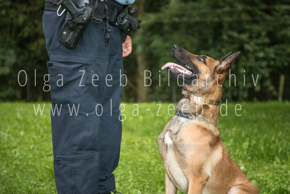 Polizei Hund
