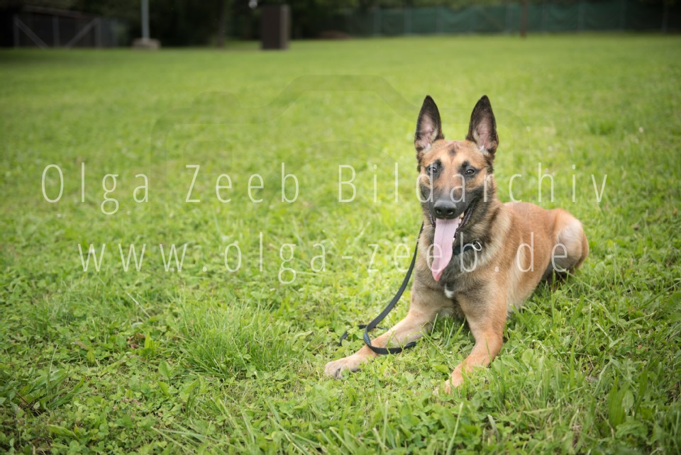 Polizei Hund