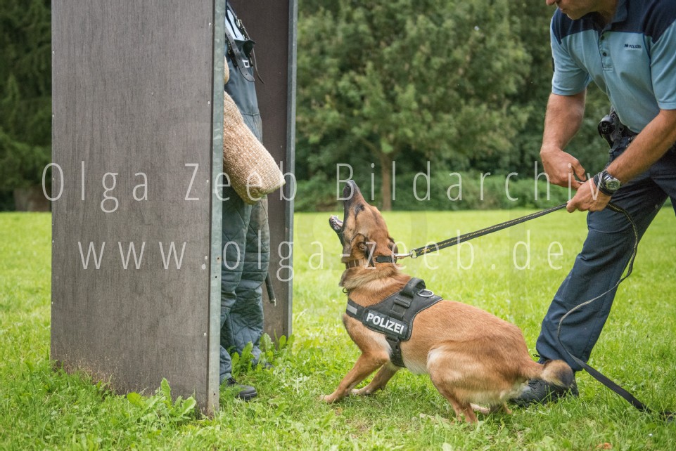 Polizei Hund