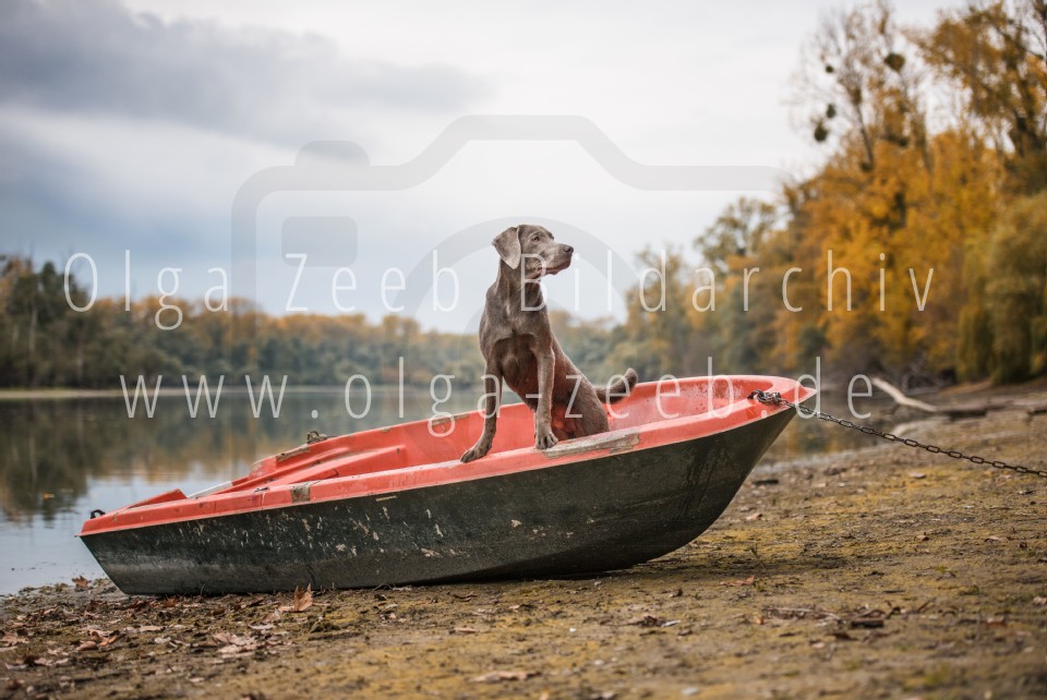 Labrador Silber