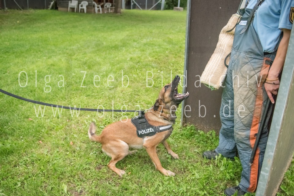 Polizei Hund