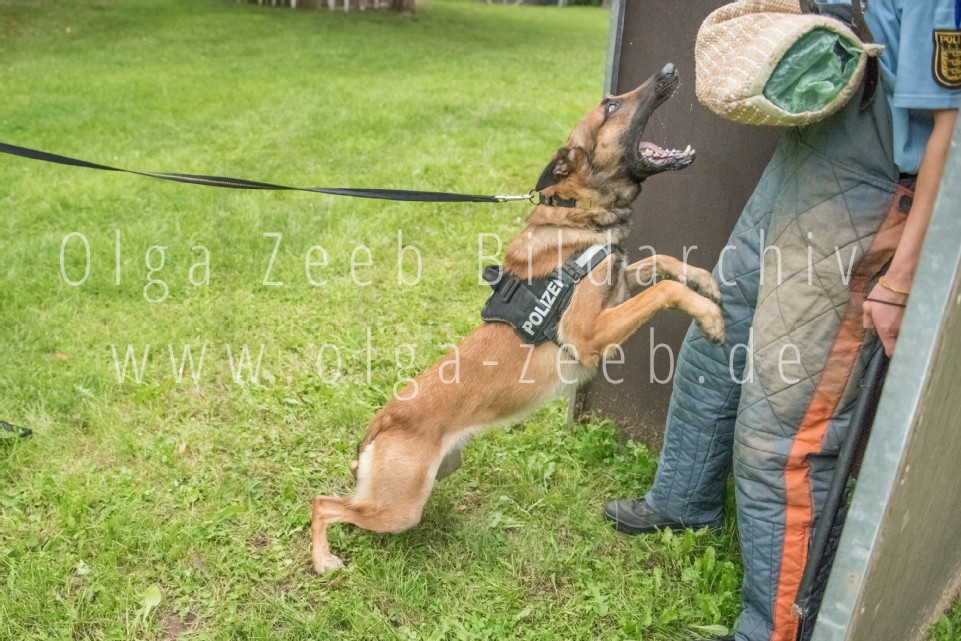 Polizei Hund