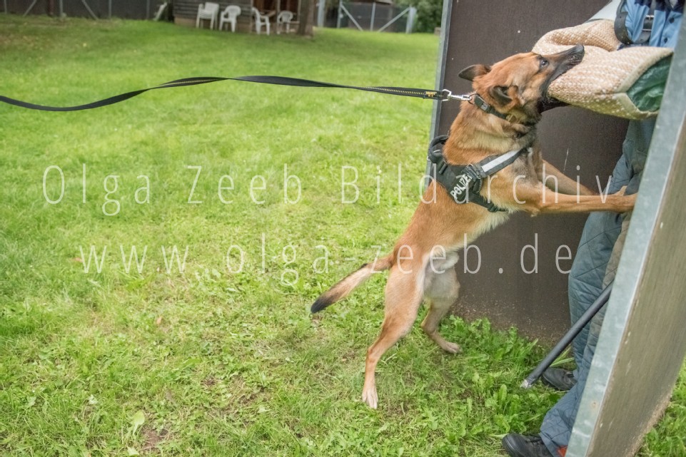Polizei Hund
