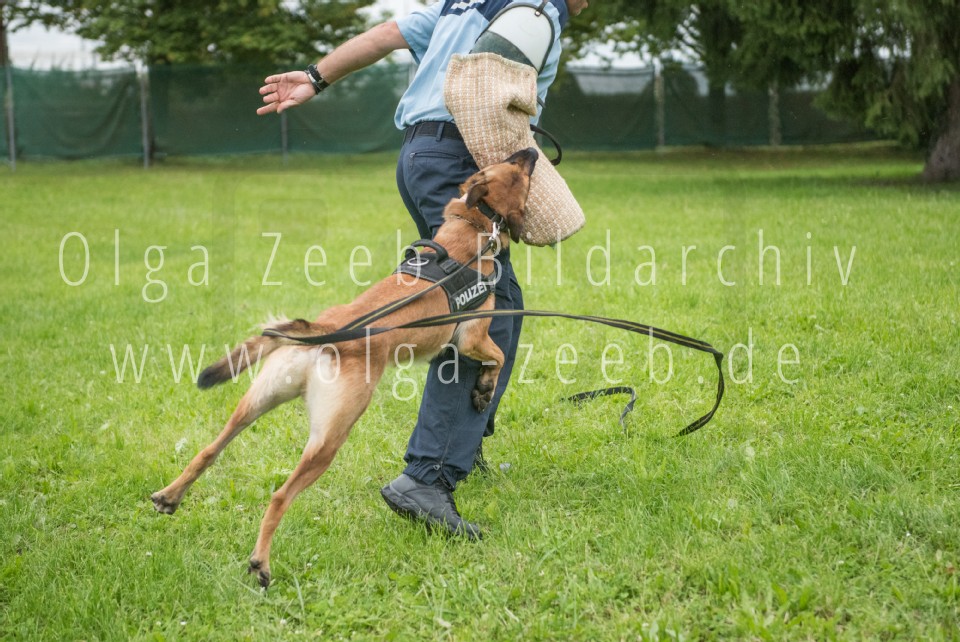 Polizei Hund
