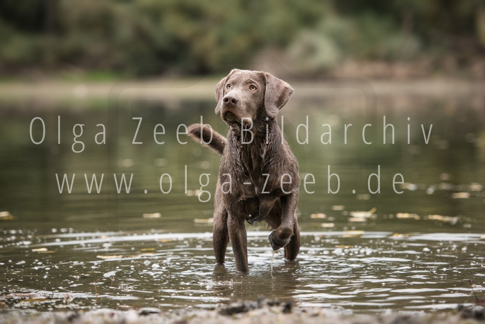Labrador Silber