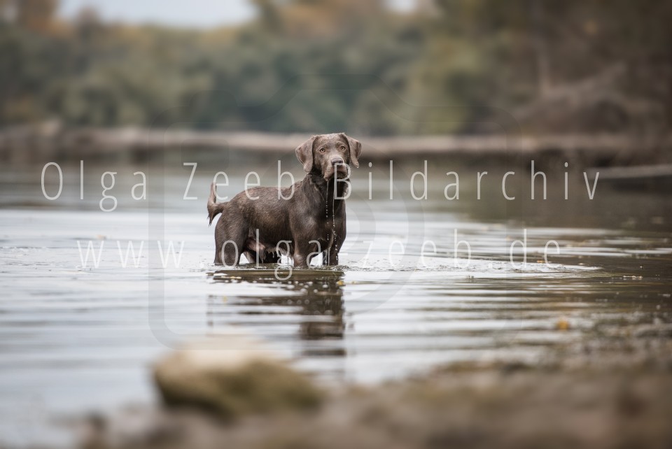 Labrador Silber