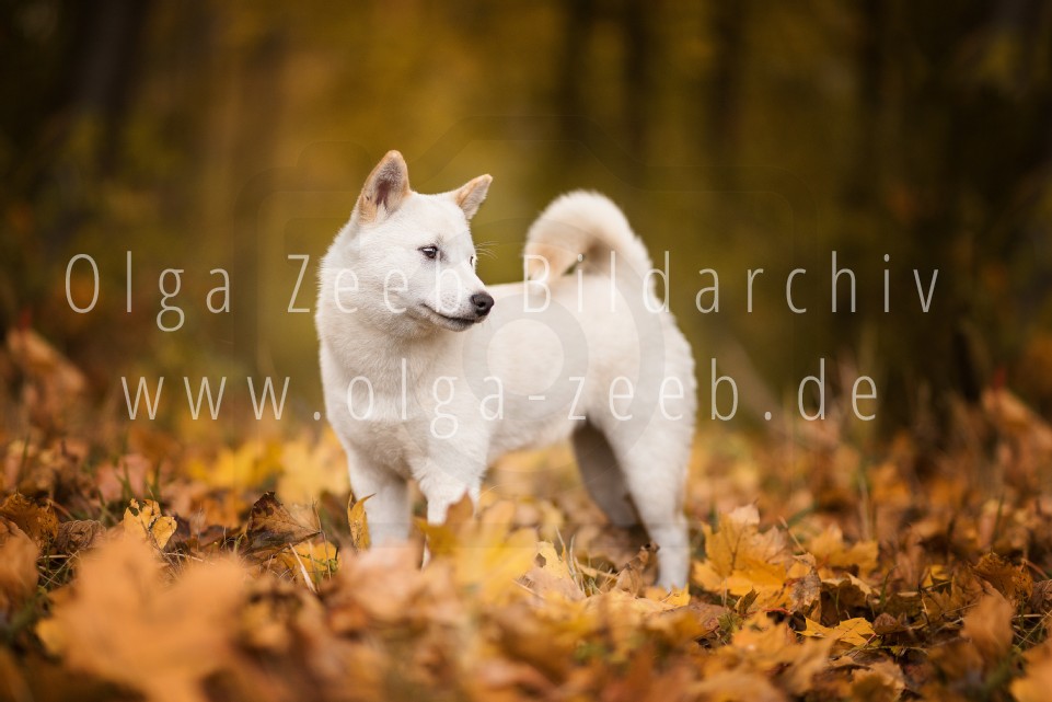 Shiba Inu
