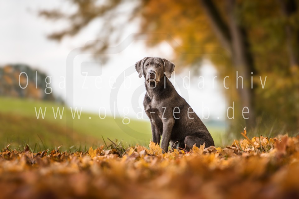 Labrador Silber