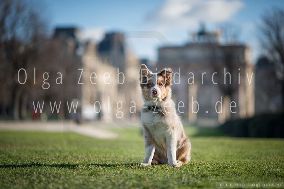 Australian Shepherd