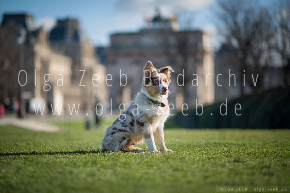 Australian Shepherd