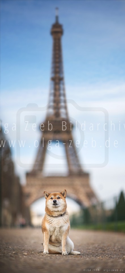 Shiba Inu