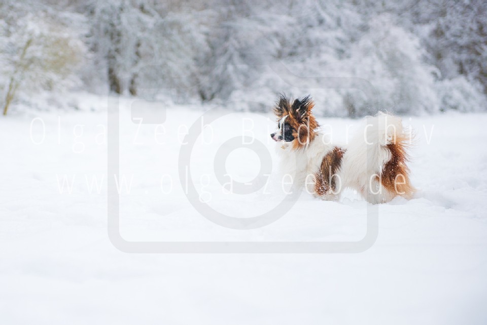 Papillon