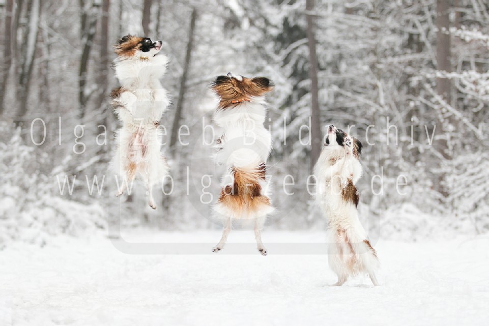 Papillon