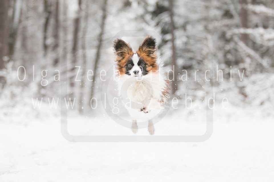 Papillon