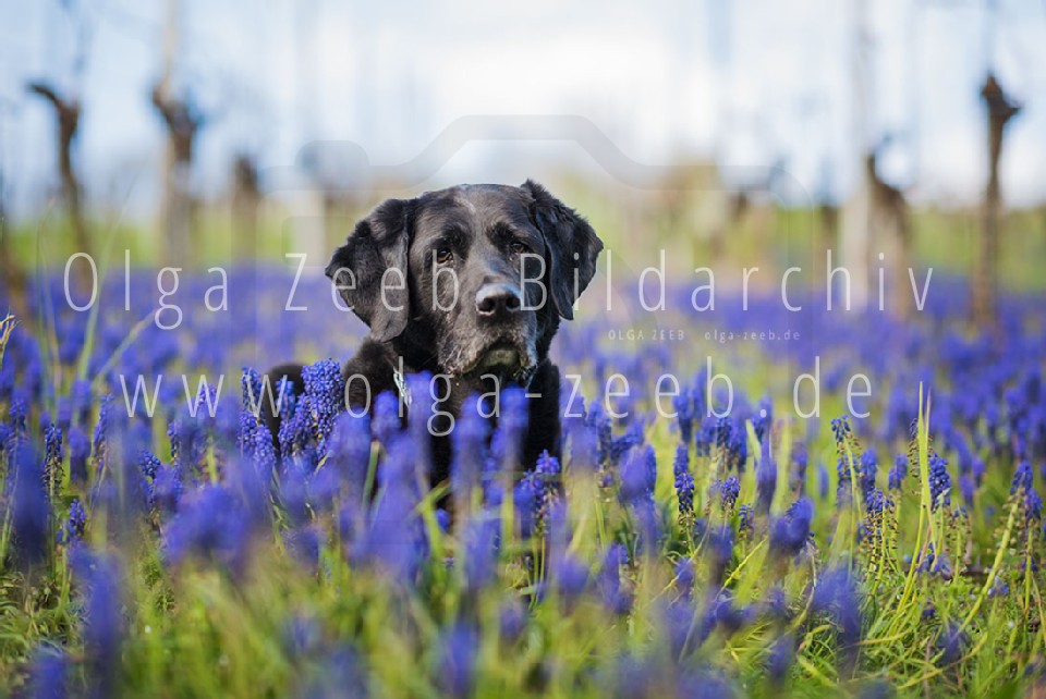Labrador schwarz
