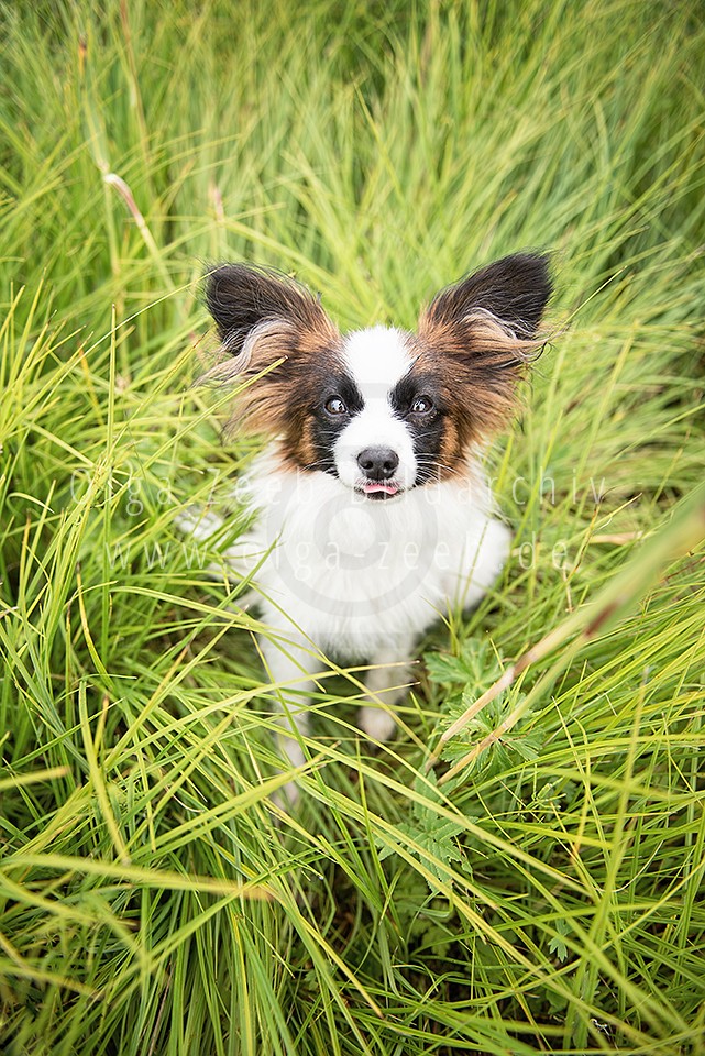 Papillon