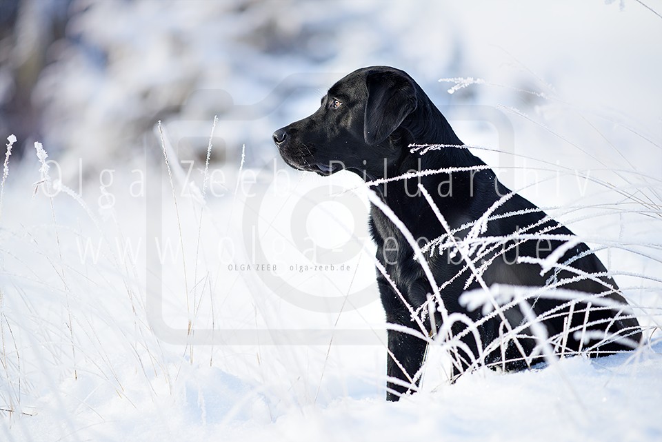 Hund Schnee