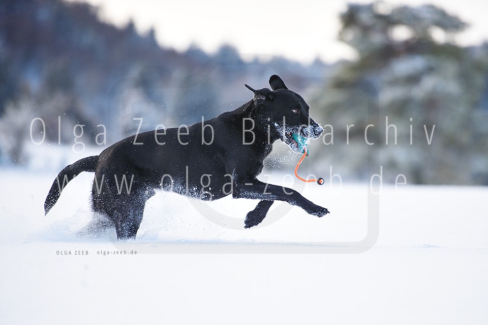 Hund Schnee