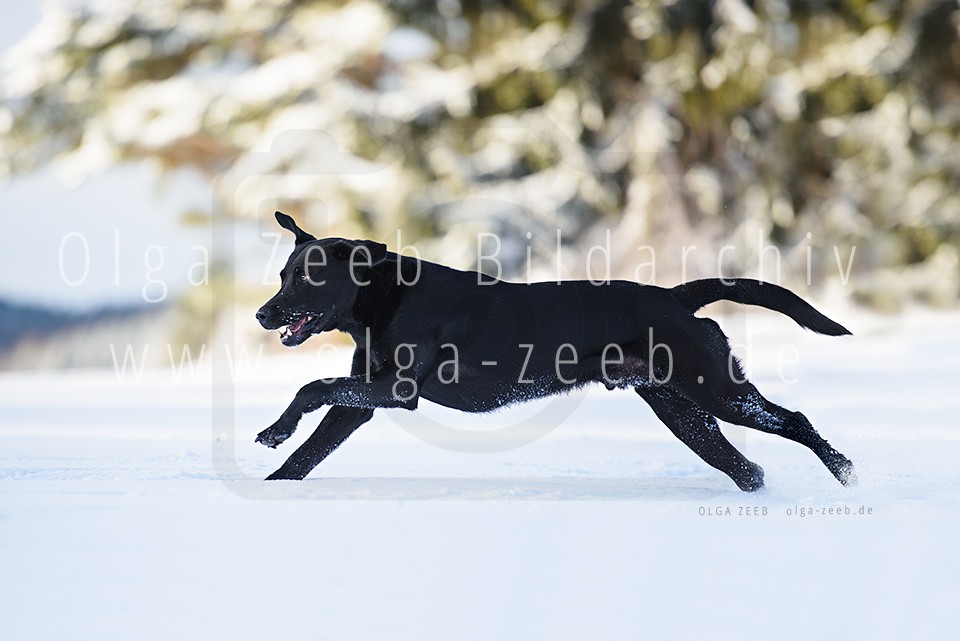 Hund Schnee