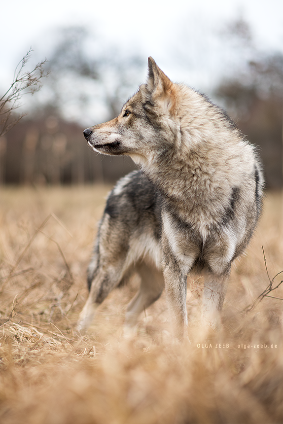 Wolfshund