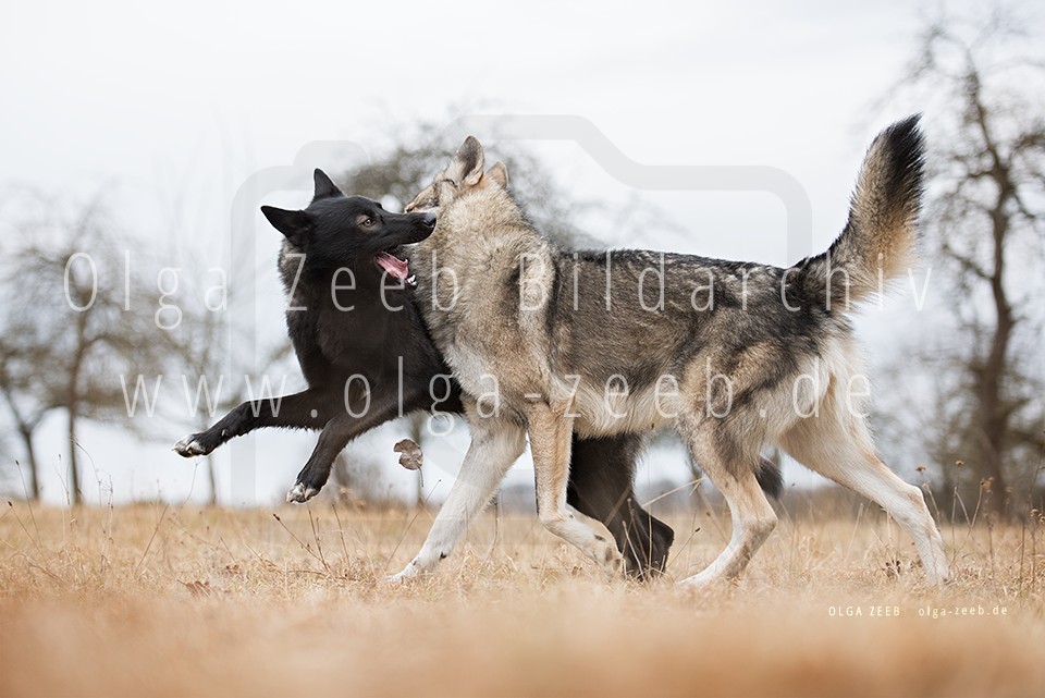 Wolfshund