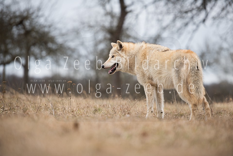 Wolfshund