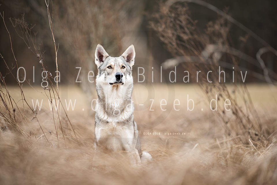 Wolfshund