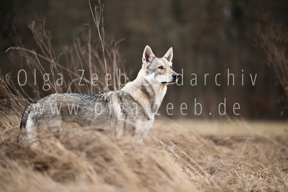 Wolfshund