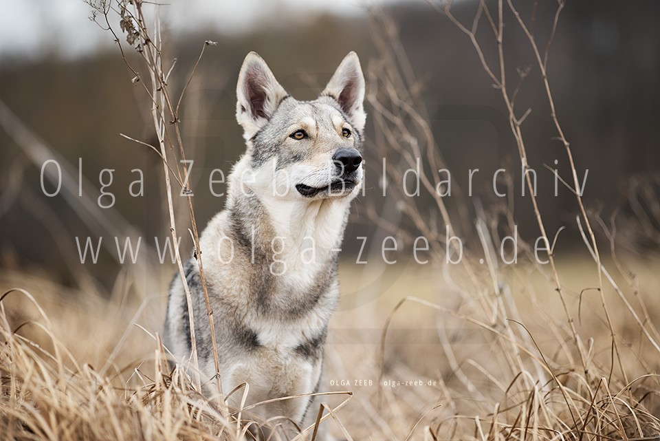 Wolfshund